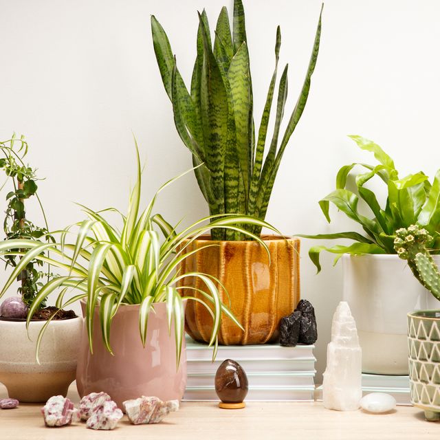 Brighten Up Your Home With These Low-Light Houseplants