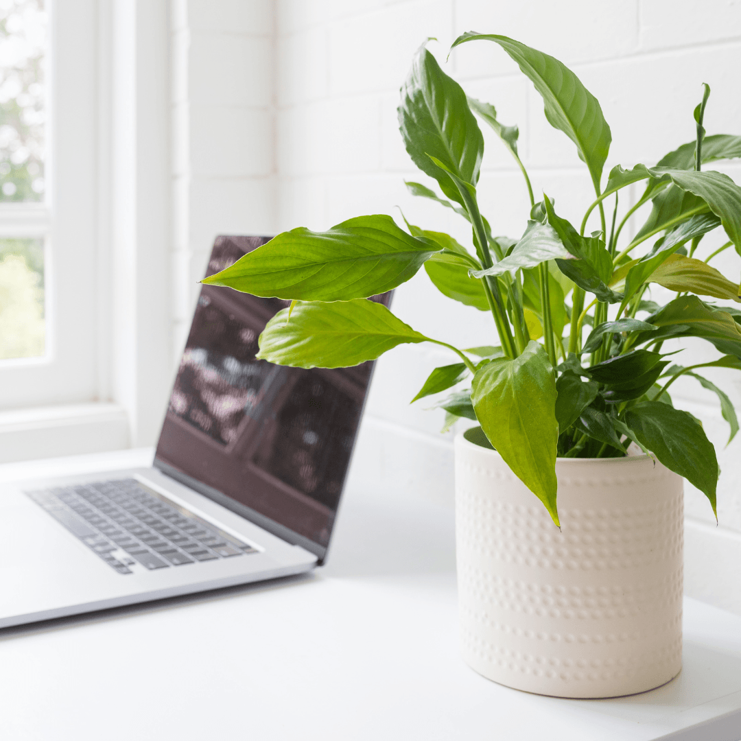 The Green Oasis: Unlock the Benefits of Houseplants in the Office