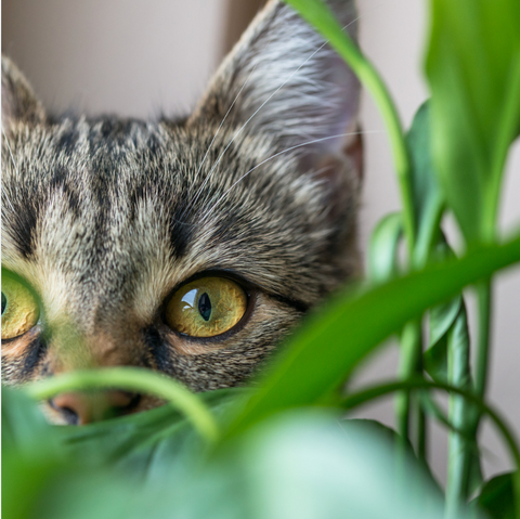 How to Keep Your Houseplants Safe from Cats and Dogs