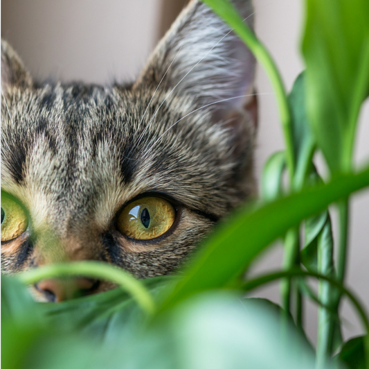 How to Keep Your Houseplants Safe from Cats and Dogs