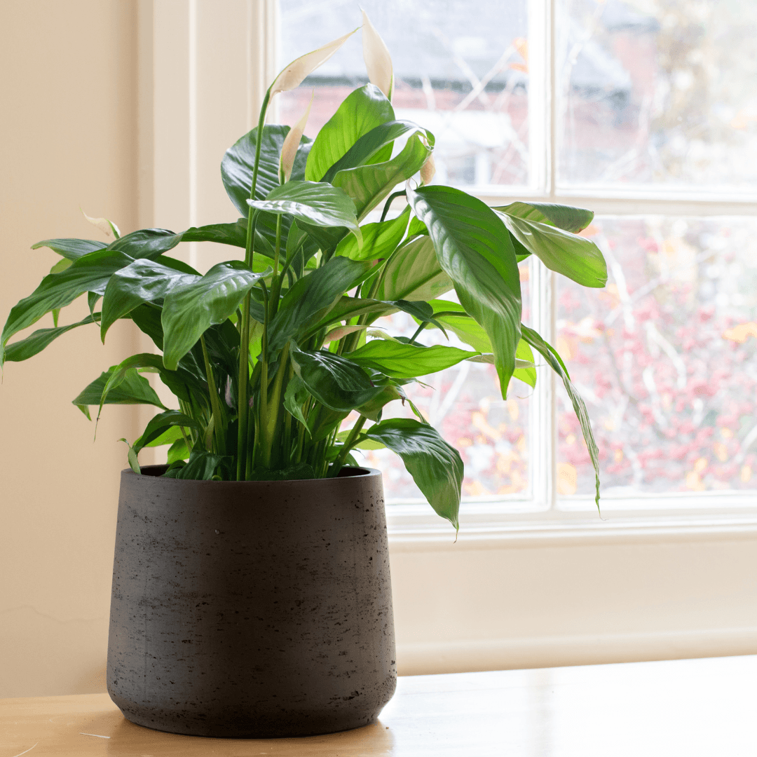 How to Care For a Peace Lily