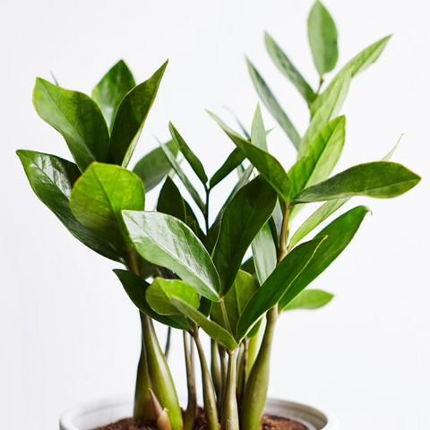 Low Light Tolerant In-Door Houseplants