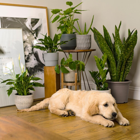 cat sitting by a window with indoor houseplants 