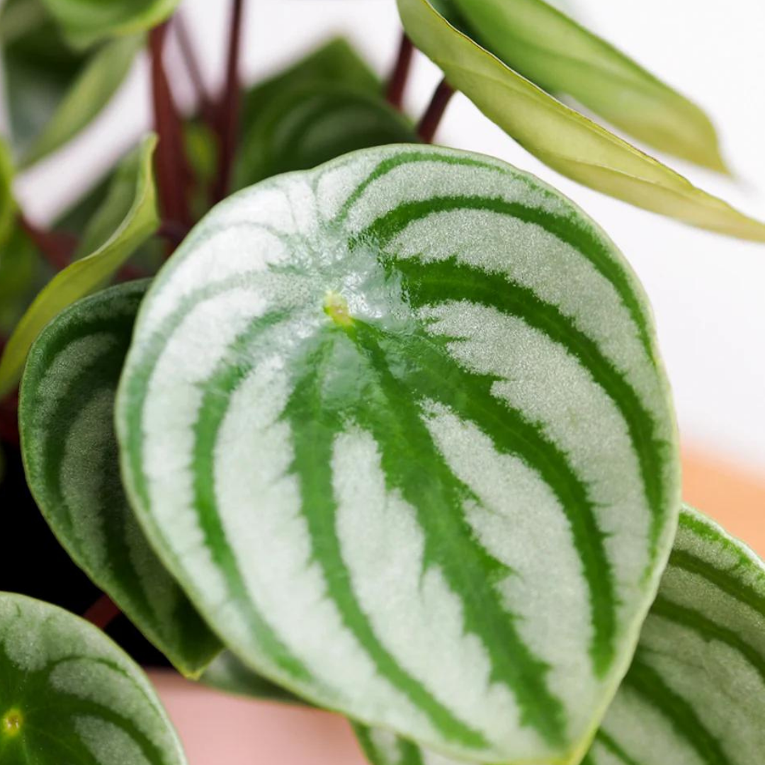 Plants That Clean The Air