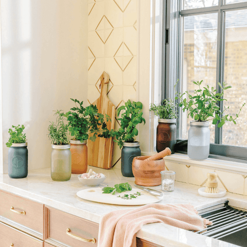 herbs in jars on a stylish kitchen counter 