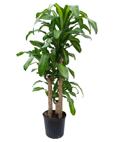 10" Large Dracaena Mass Cane