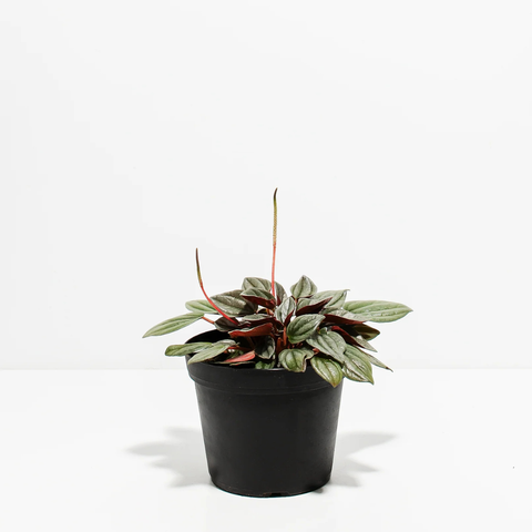12-Month Plant Subscription Box | Free Shipping + Curated Plants