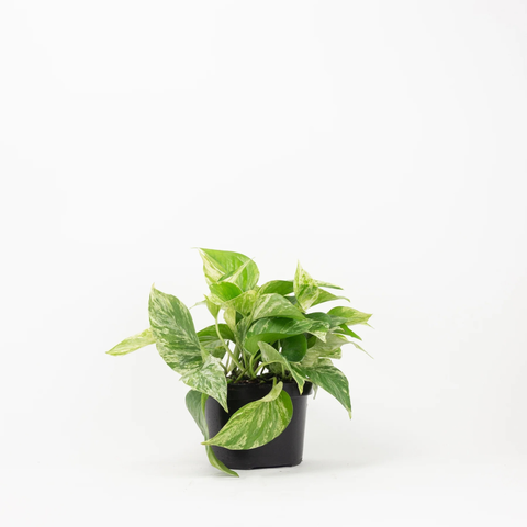 12-Month Plant Subscription Box | Free Shipping + Curated Plants