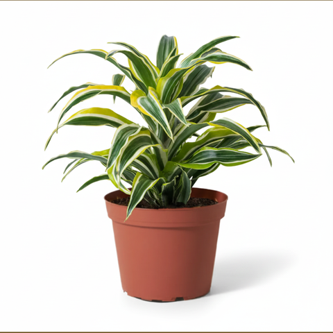 12-Month Plant Subscription Box | Free Shipping + Curated Plants