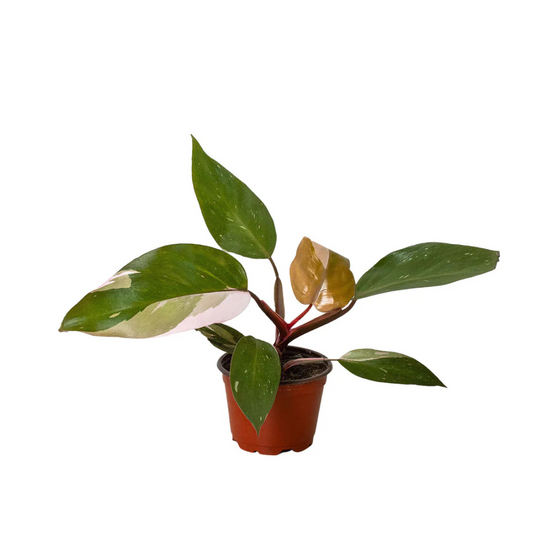 6” Philodendron Pink Princess