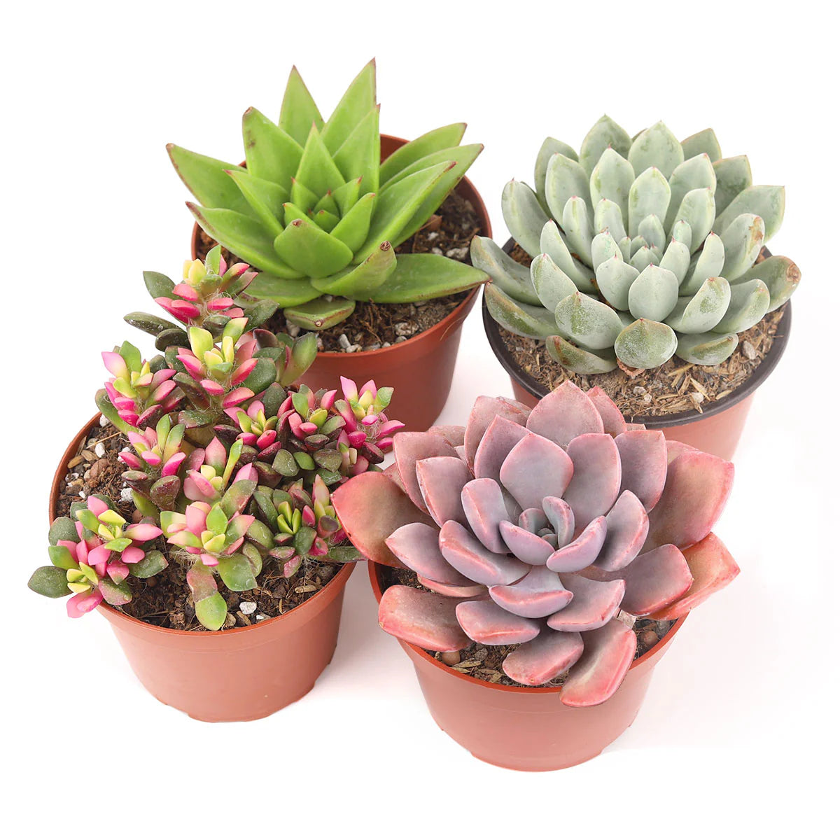 Succulent 4 Pack (ONLINE ONLY)