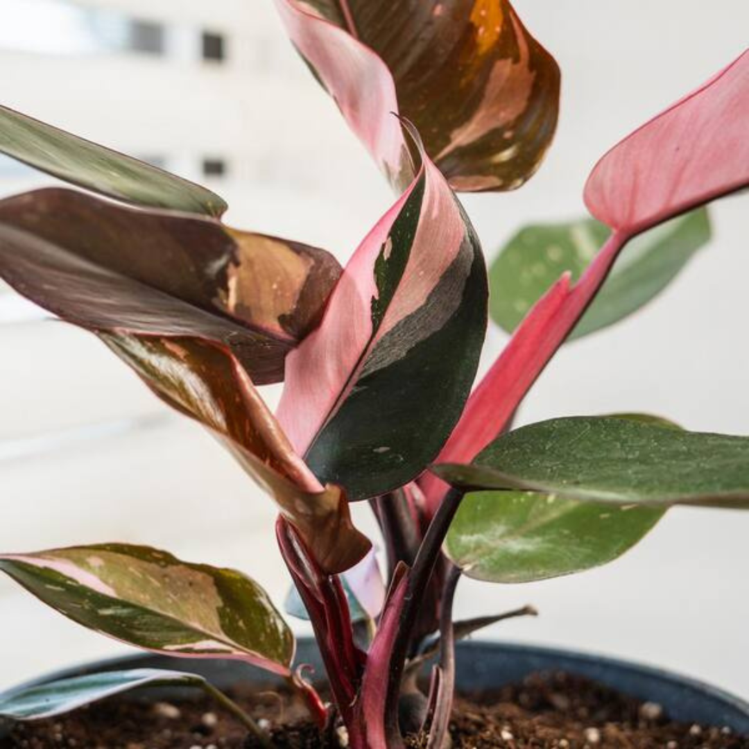 6” Philodendron Pink Princess