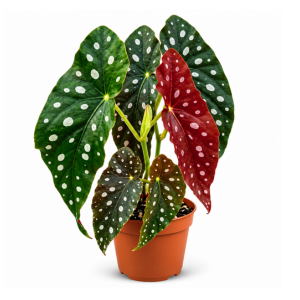4" Begonia Maculata