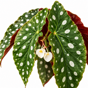 4" Begonia Maculata