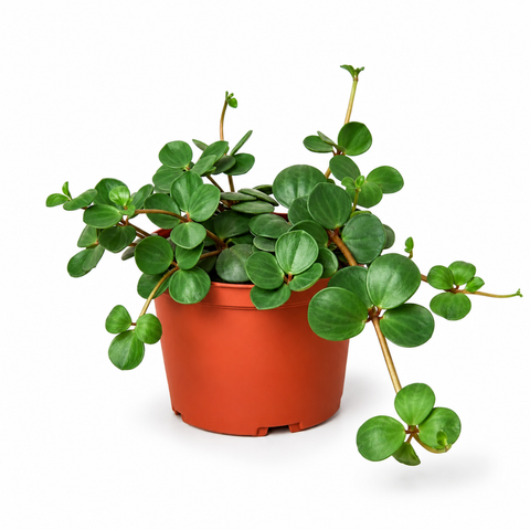 4" Peperomia Hope