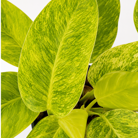 4" Philodendron 'Calkins Gold'