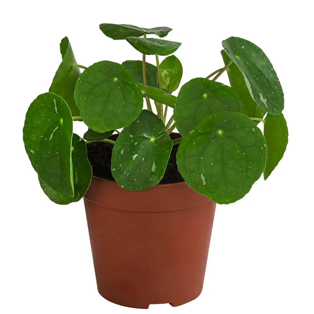 4" Pilea peperomioides 'White Splash'