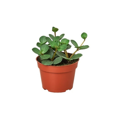 4" Peperomia Hope