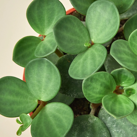 4" Peperomia Hope