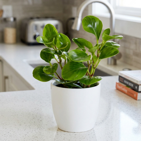 4" Peperomia Lemon Lime