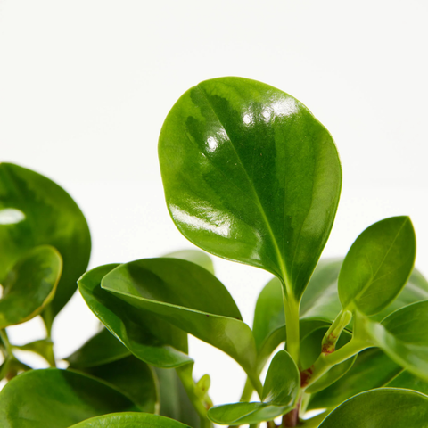 4" Peperomia Lemon Lime