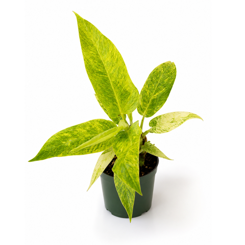 4" Philodendron 'Calkins Gold'