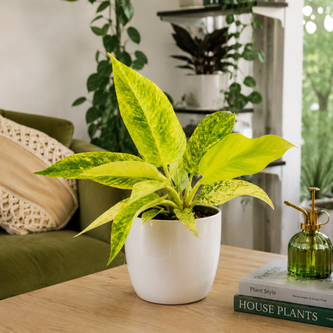 4" Philodendron 'Calkins Gold'