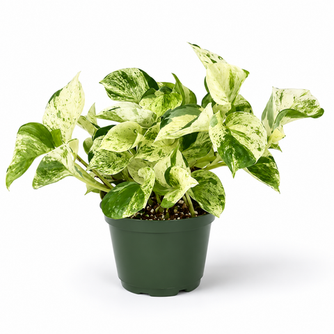 4" Pothos ‘Manjula’