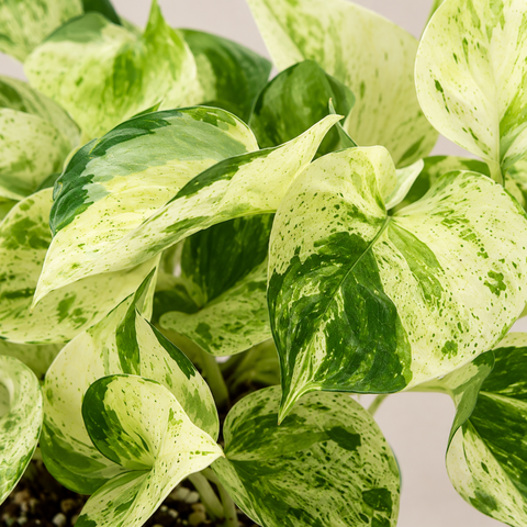 4" Pothos ‘Manjula’