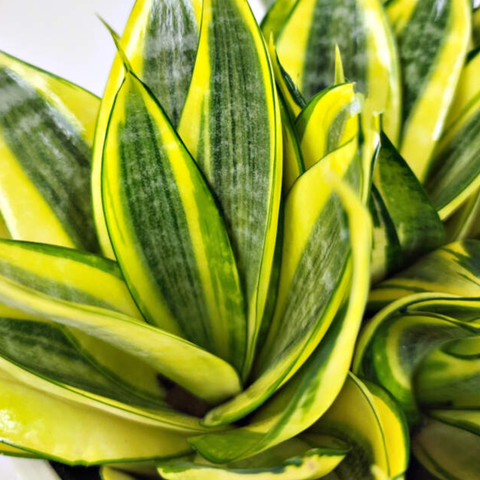 4" Sansevieria ‘Golden Hahnii’