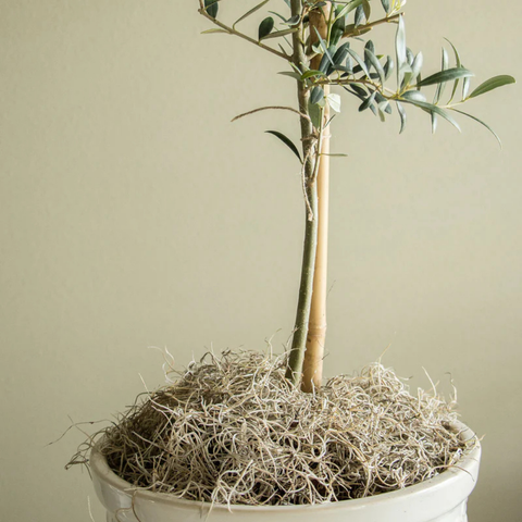 Premium Spanish Moss