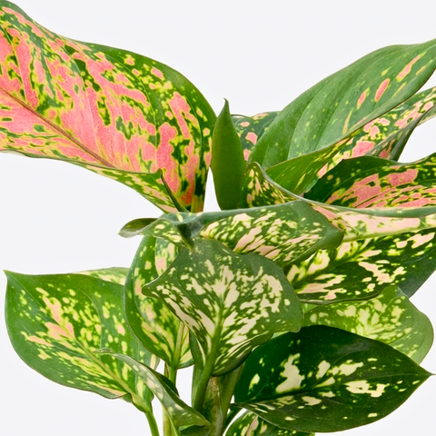 5" Aglaonema ‘Red Ruby’