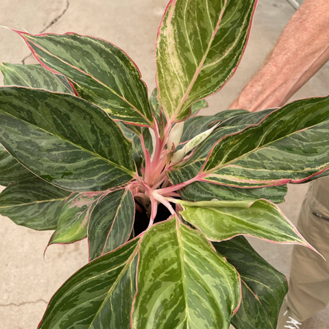 6" Aglaonema 'Moonstone Miles'