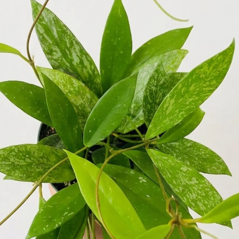 6" Hoya Pubicalyx