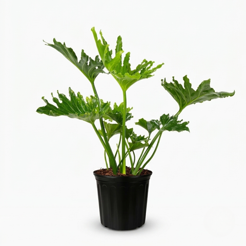8" Philodendron Selloum