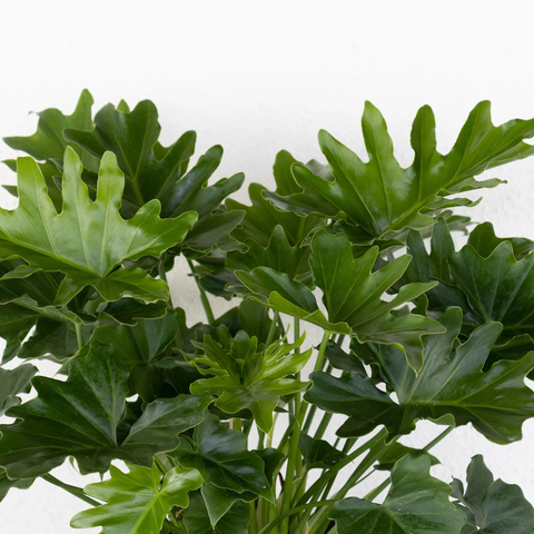 8" Philodendron Selloum