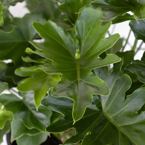 8" Philodendron Selloum