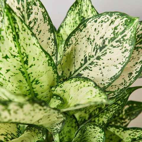 Aglaonema 'Beauty White'