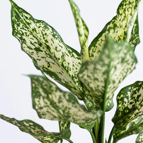 Aglaonema 'Beauty White'