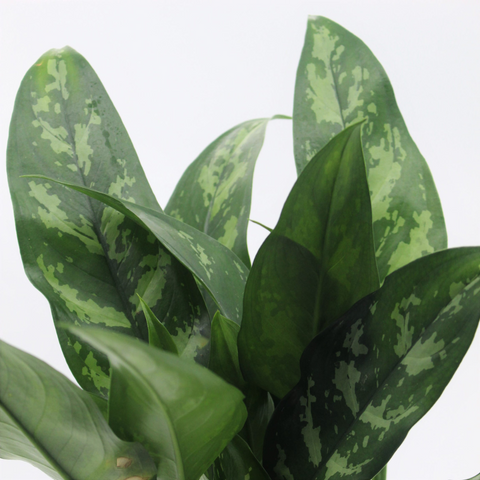 Aglaonema Emerald Beauty