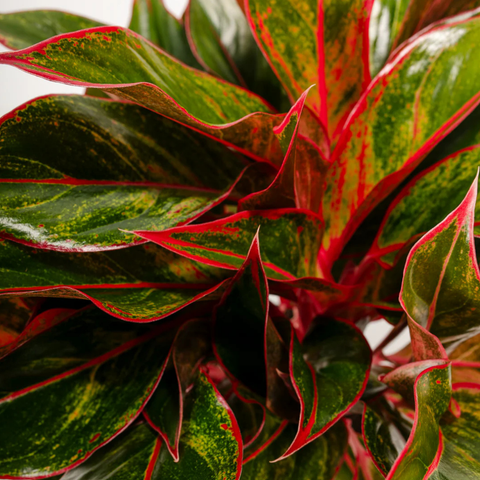 Aglaonema ‘Red Siam’ (Red Siam Chinese Evergreen)