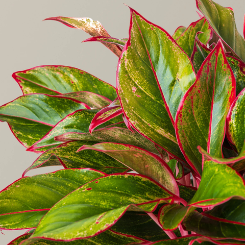 Aglaonema ‘Red Siam’ (Red Siam Chinese Evergreen)