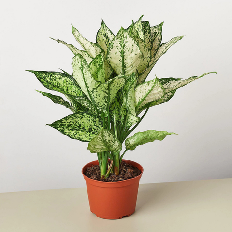 Aglaonema 'Beauty White'
