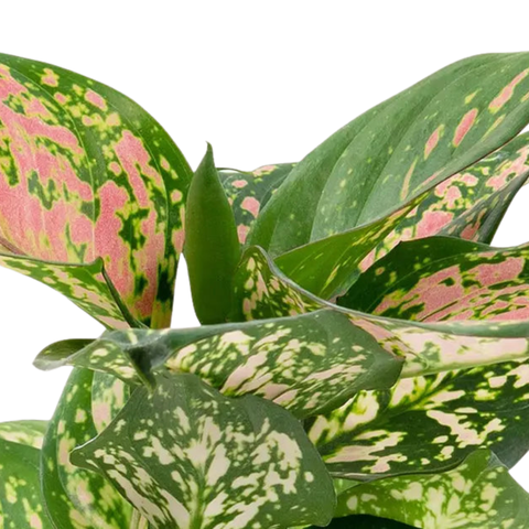 5" Aglaonema 'Dazzling Gem' (aka Chinese Evergreen)
