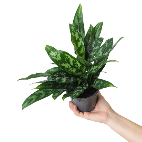 Aglaonema Emerald Beauty