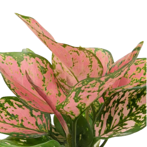 Aglaonema Pink Wishes - Chinese Evergreen