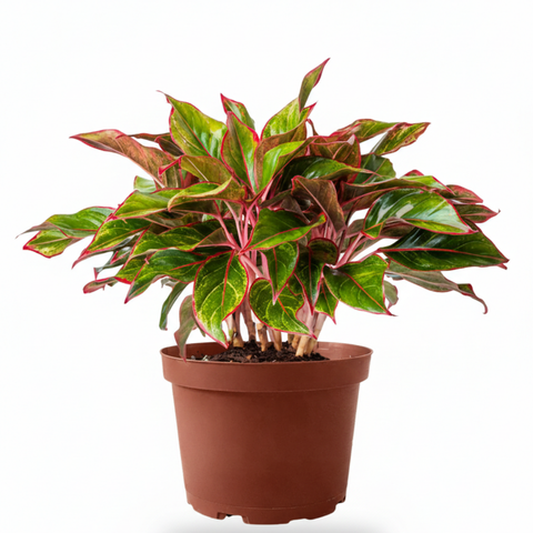Aglaonema ‘Red Siam’ (Red Siam Chinese Evergreen)
