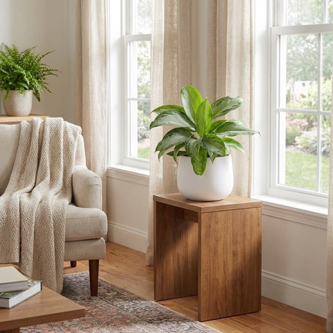 Aglaonema Silver Bay