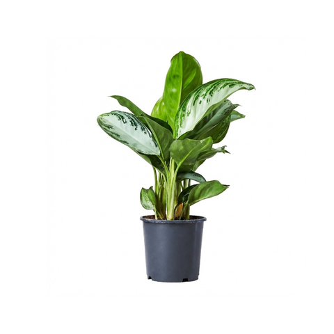 aglaonema silver bay in pot Aglaonema Silver Bay