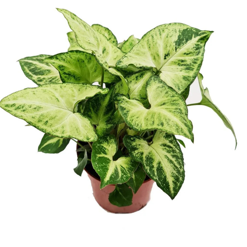 Arrowhead Plant - Syngonium(Green)